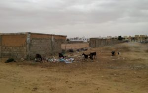 IMG_20191119_1539122 (Mauritania)